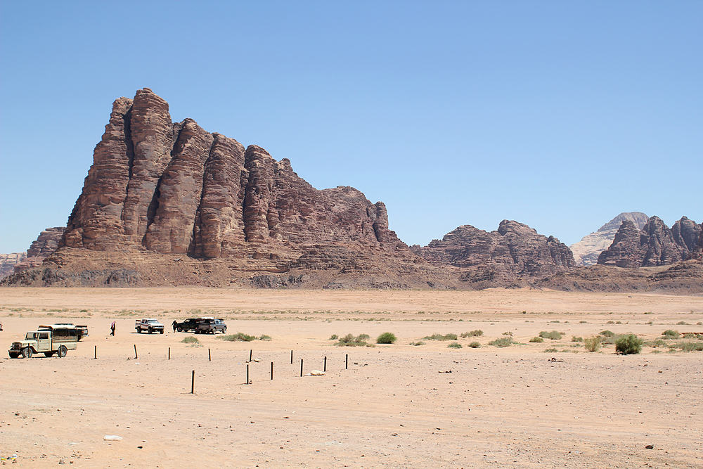 Une fleur du désert : Fleurs : Wadi Rum : Wadi Rum et mer Rouge : Jordanie  