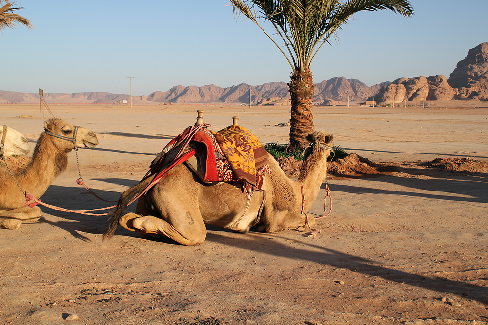 dromadaires wadi rum