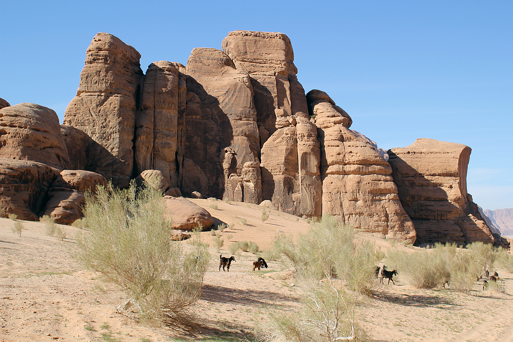 Wadi Rum chèvres