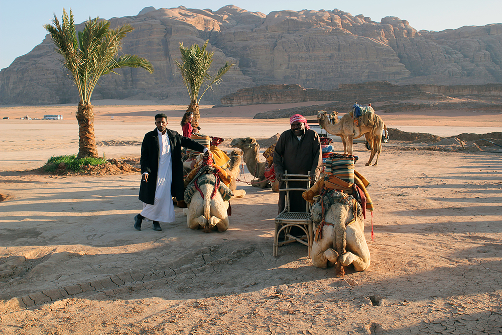 dromadaires wadi rum