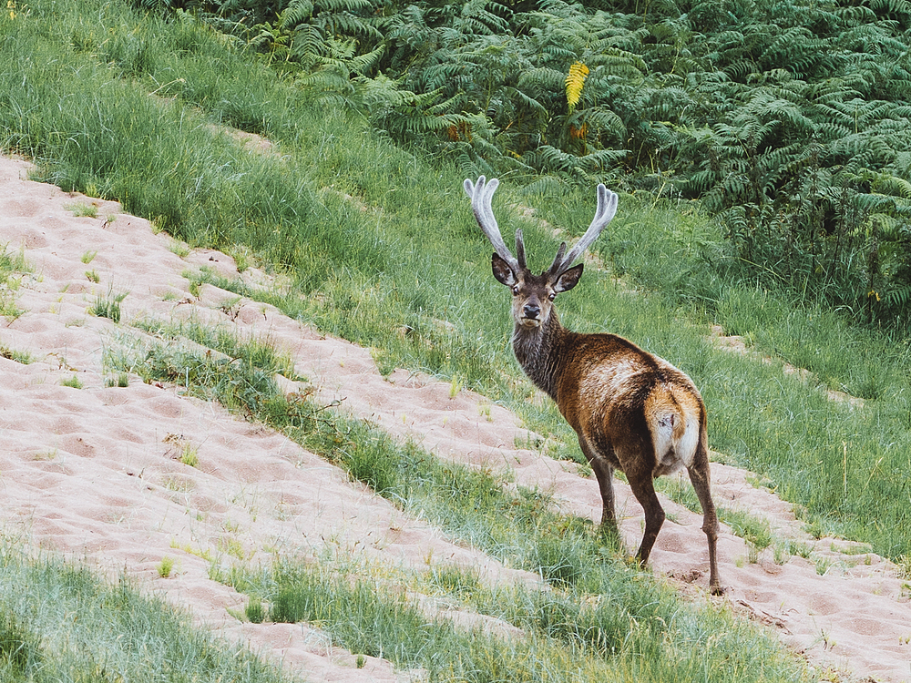 cerf sauvage Ecosse