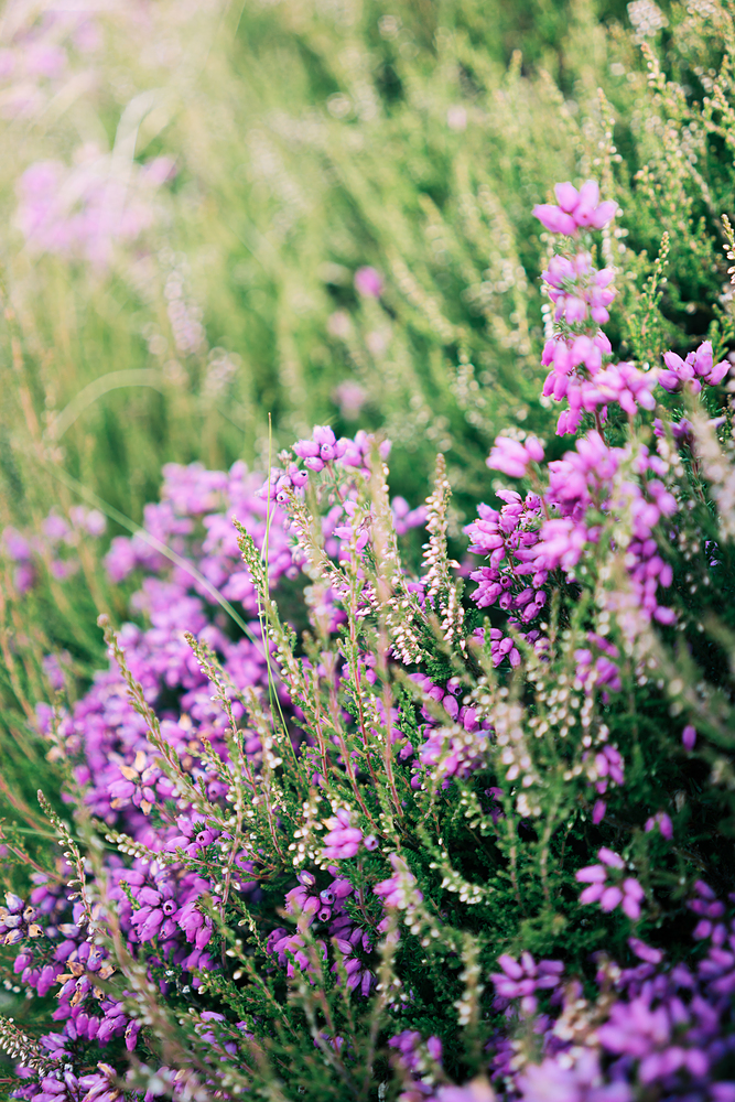 Fleurs Ecosse