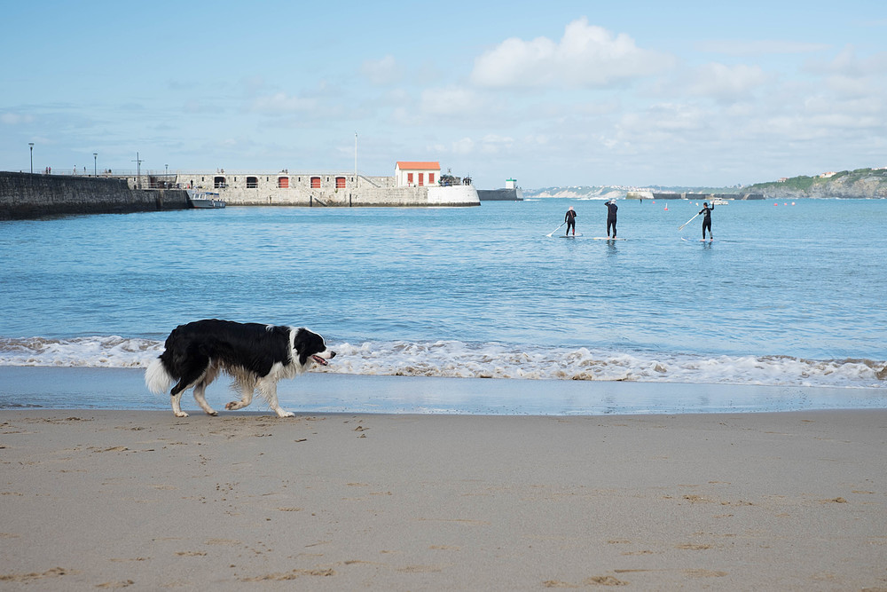 chien sur la plage