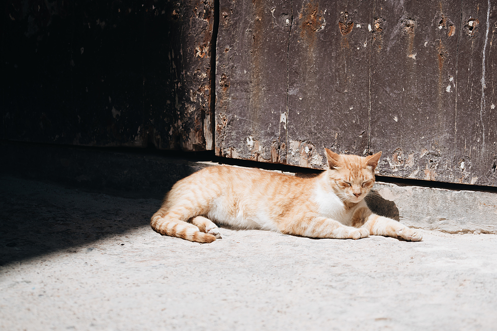 Chat Essaouira