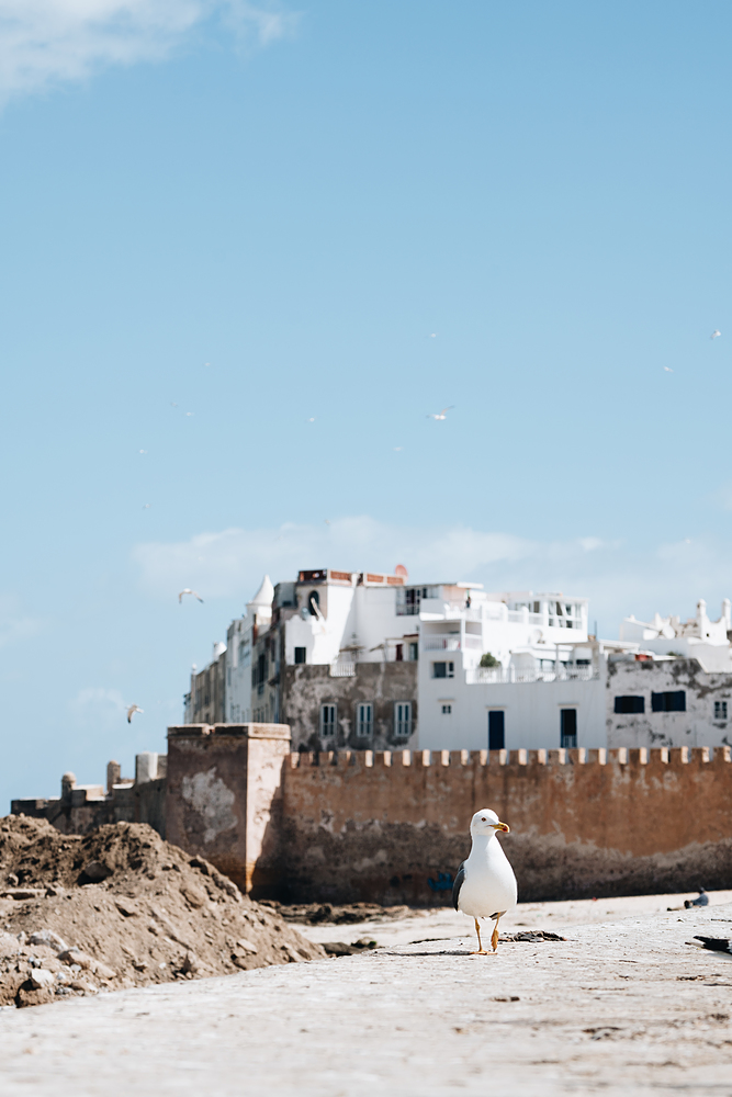 Mouette Essaouira