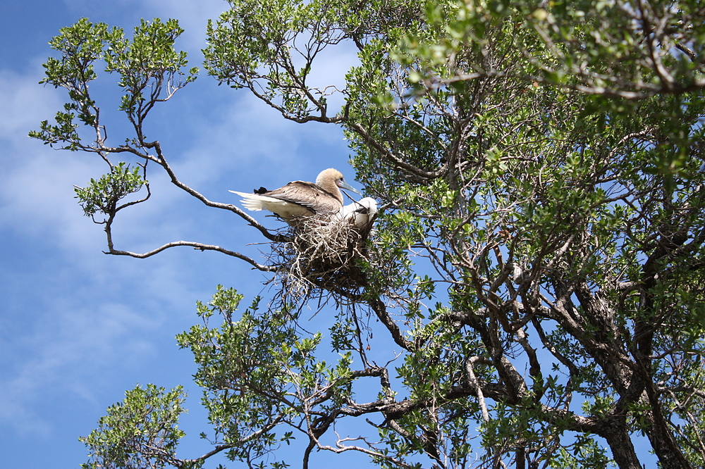 île aux oiseaux