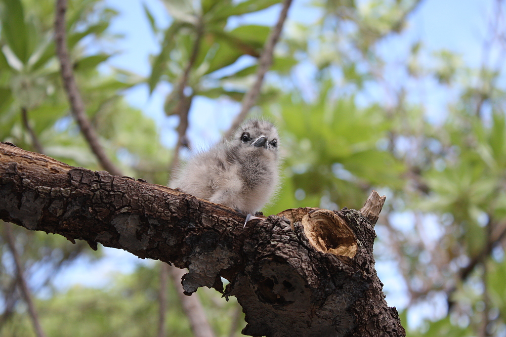 île aux oiseaux tikehau