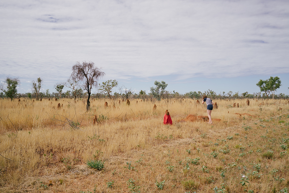 termitières australiennes