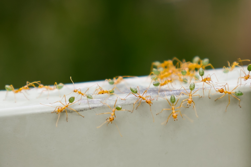 fourmis parc national de litchfield