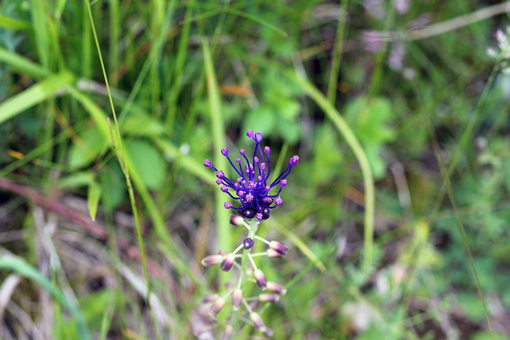 Fleur violette