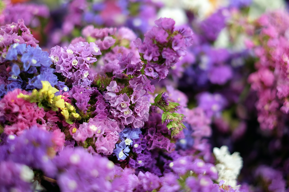 Columbia Road Flower Market dried flowers