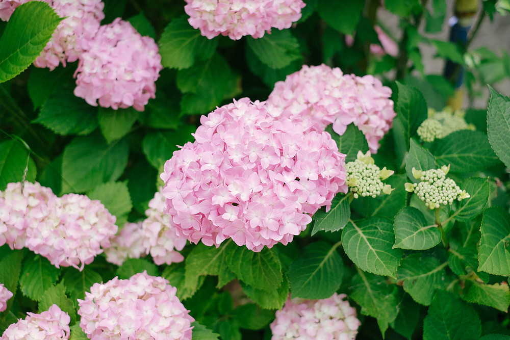 fleurs roses à fribourg