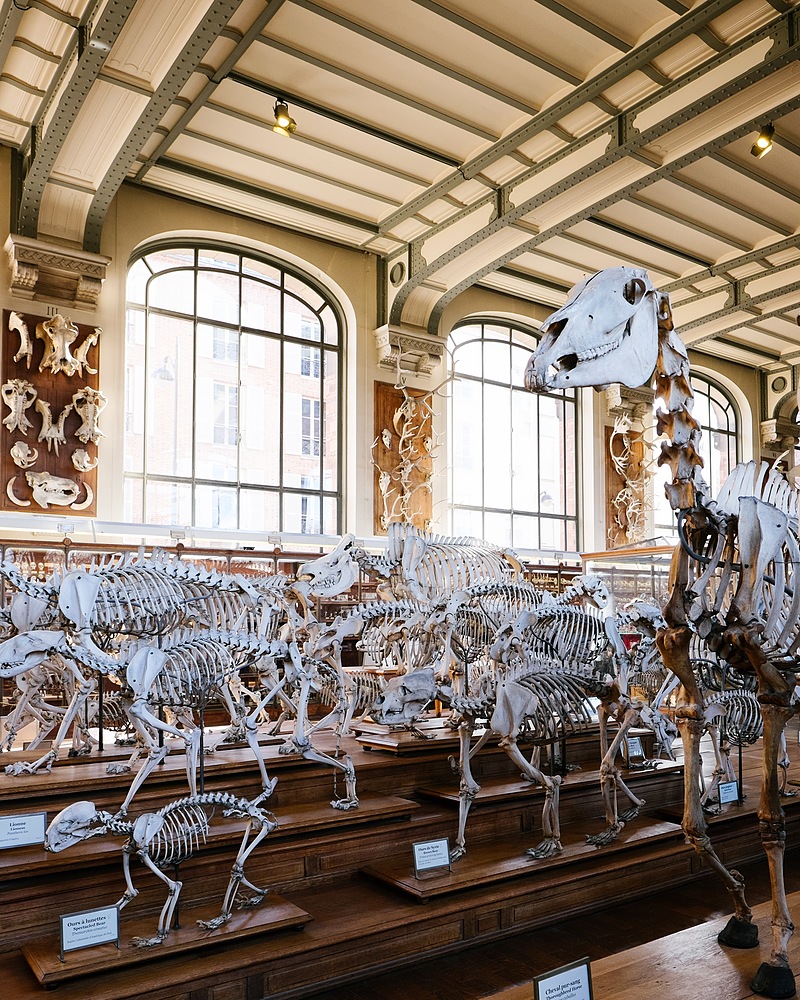 Galerie de paléontologie Paris