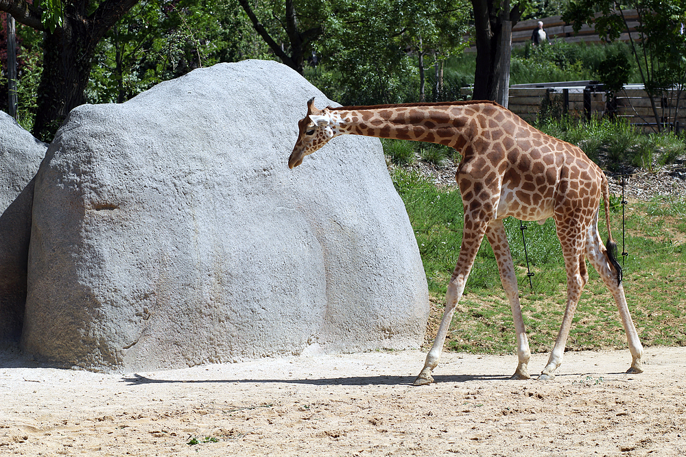 girafe zoo de vincennes