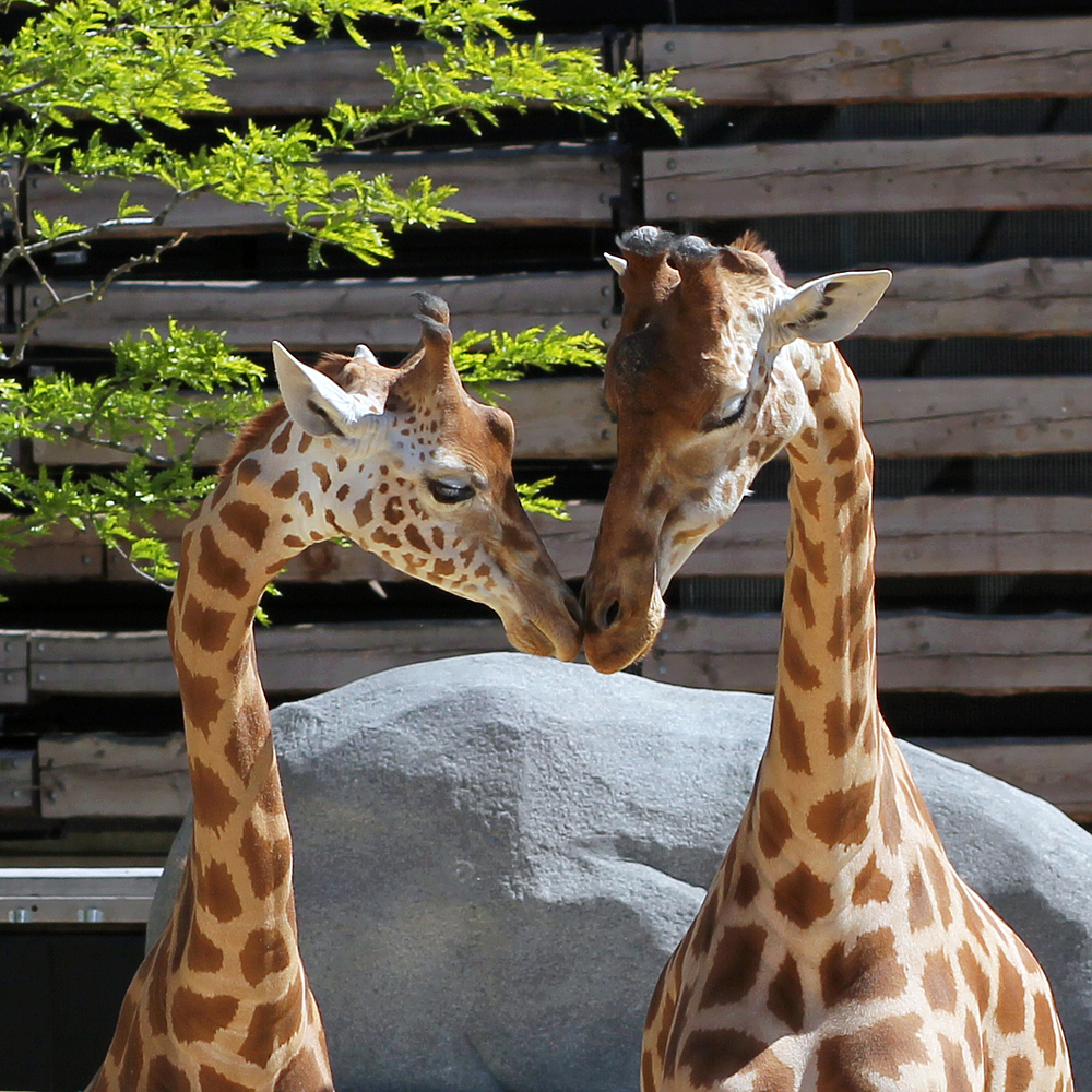 Girafes