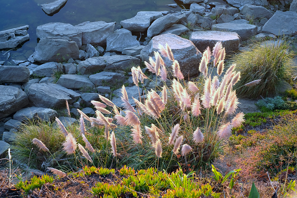 gualala trail