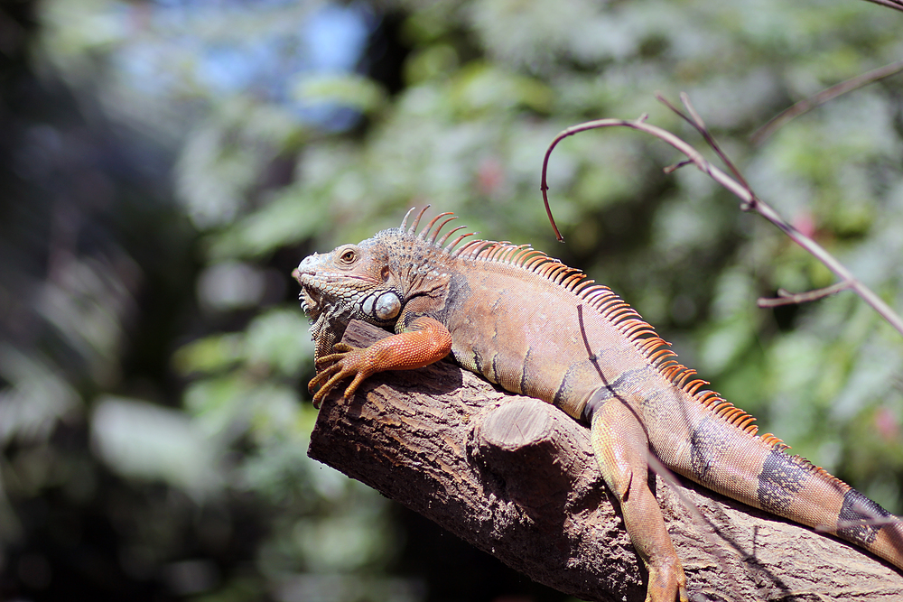 Iguane zoo de vincennes