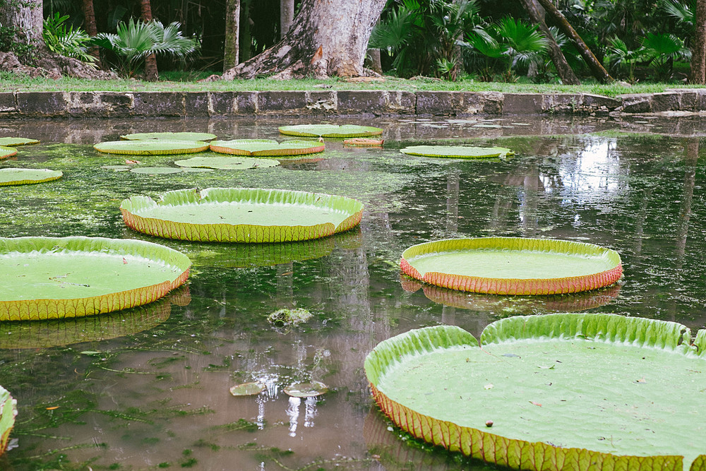 nénuphars pamplemousse île maurice