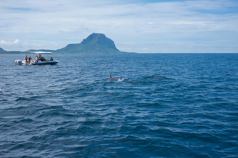 dauphins île maurice
