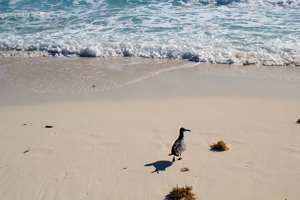 Mouette