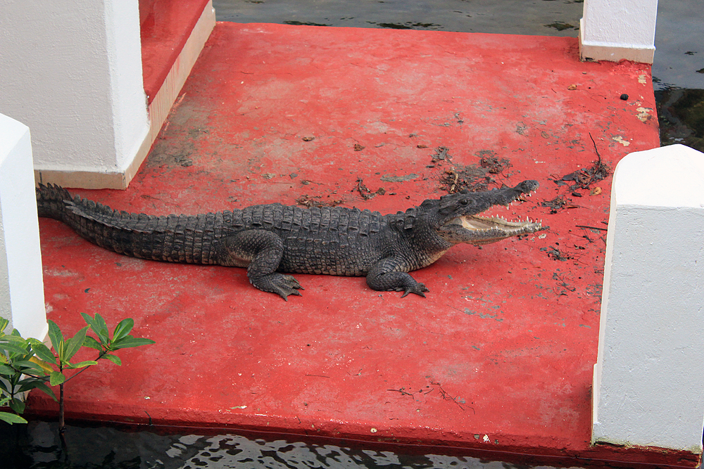 Crocodile au Club Med de Cancun