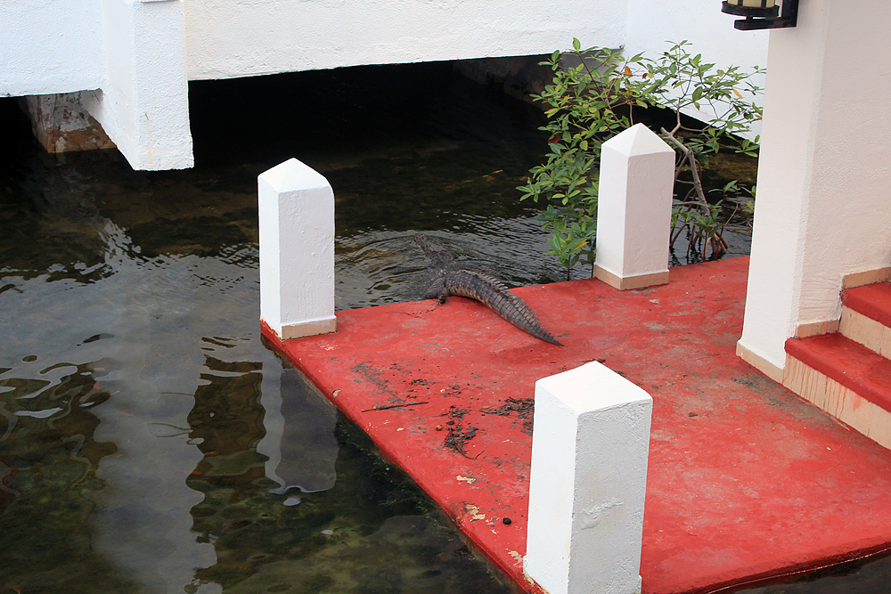 Crocodile à Cancun