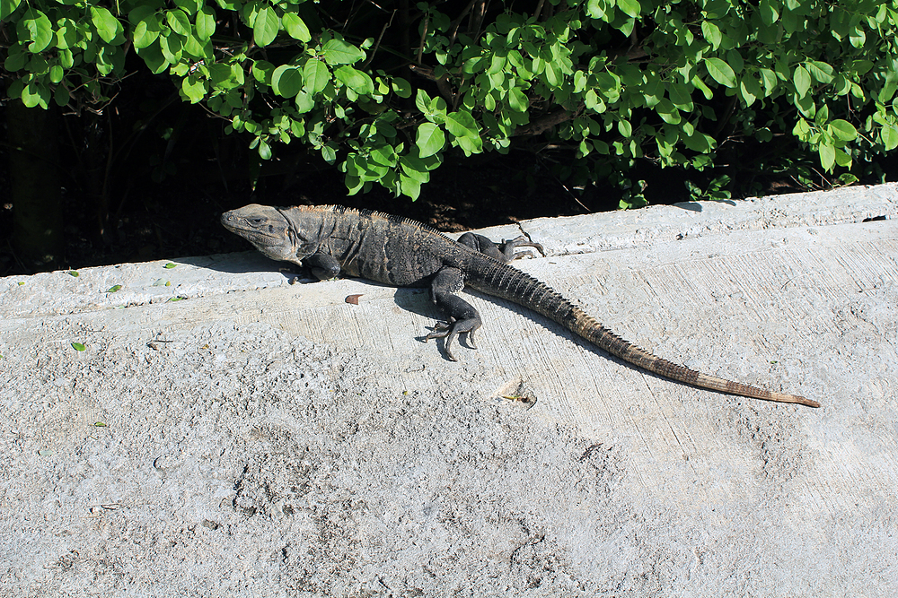 Iguane