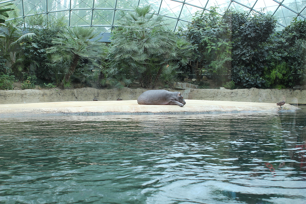 Zoo de Berlin - hippopotame