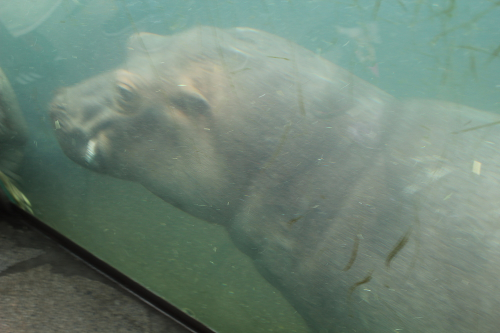 Zoo de Berlin - hippo