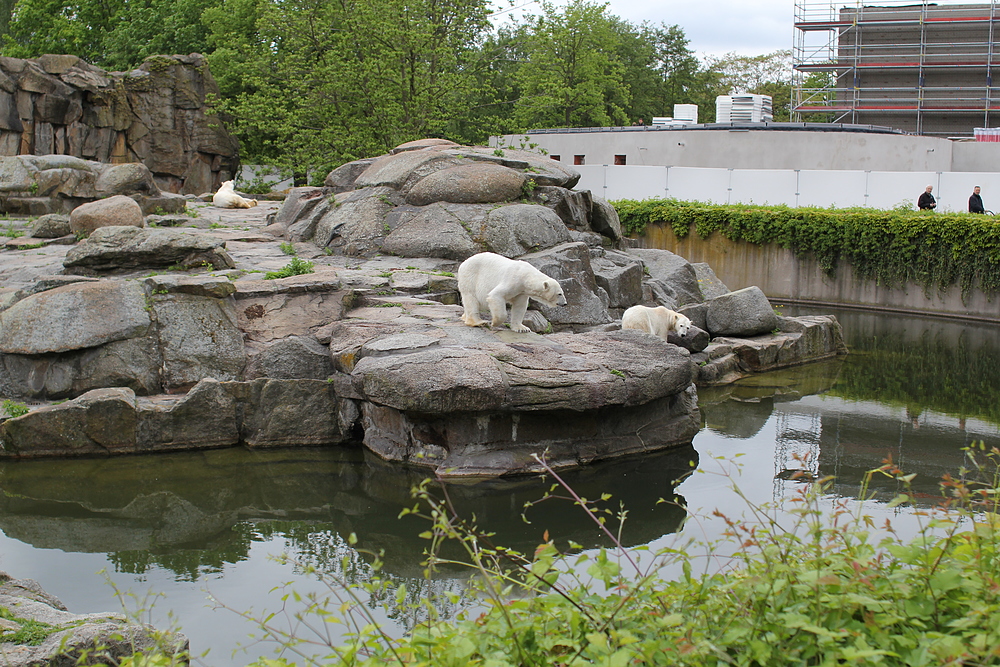 Zoo de Berlin - ours blanc