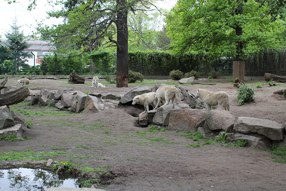 Zoo de Berlin - loups