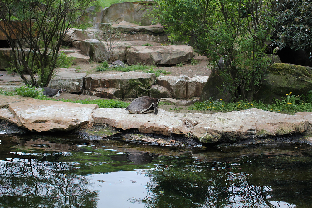 Zoo de Berlin - pingouin