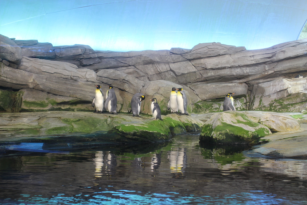 Zoo de Berlin - pingouins