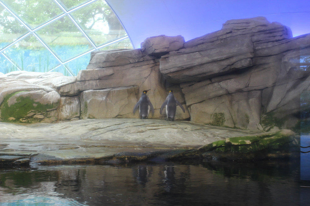 Zoo de Berlin - pingouins punis