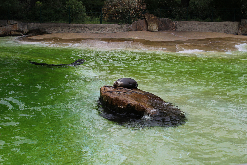 Zoo de Berlin - lion de mer