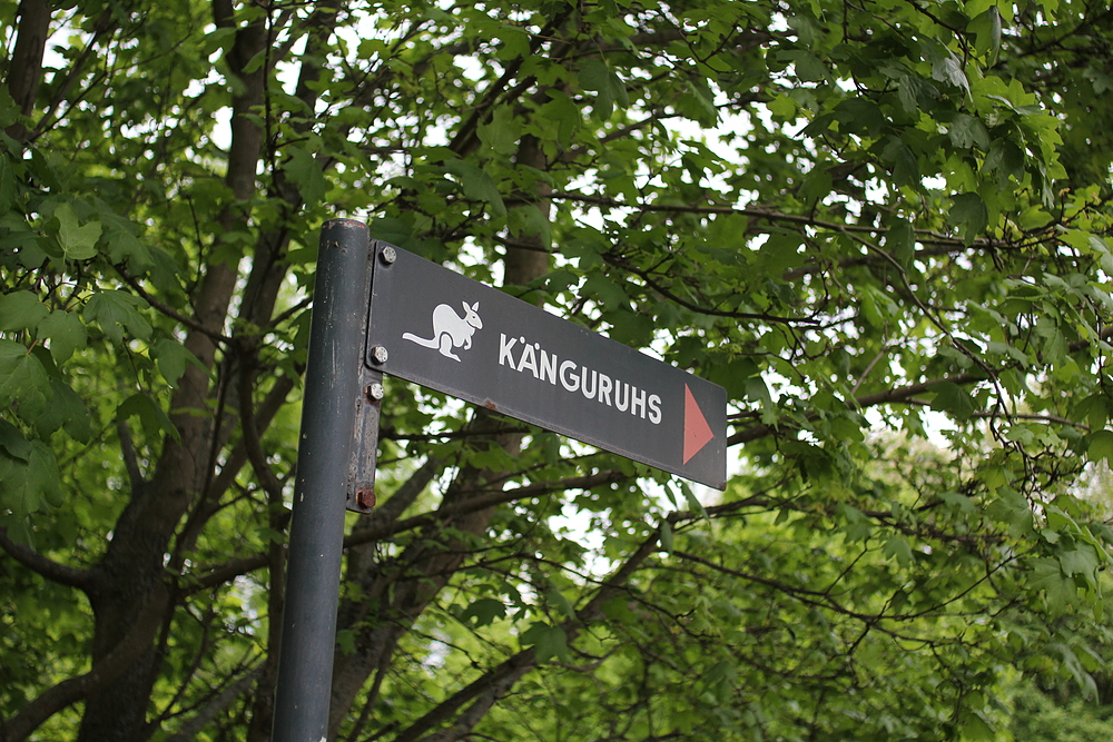 Zoo de Berlin - kangourous