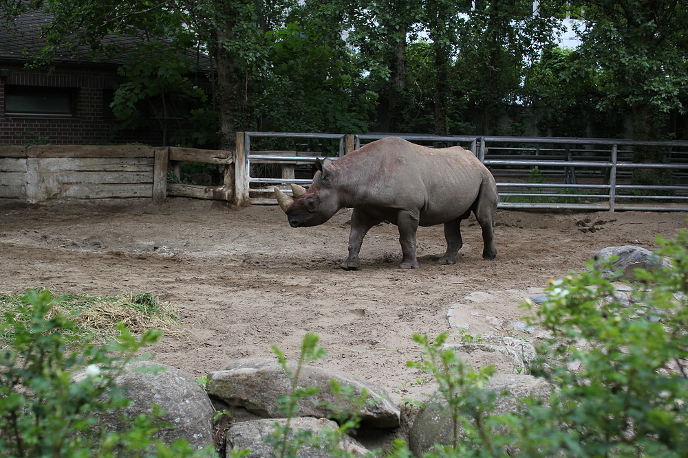 Zoo de Berlin - rhinocéros