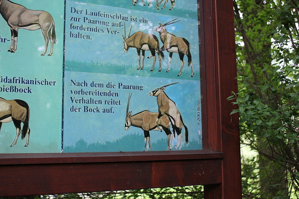 Zoo de Berlin - reproduction