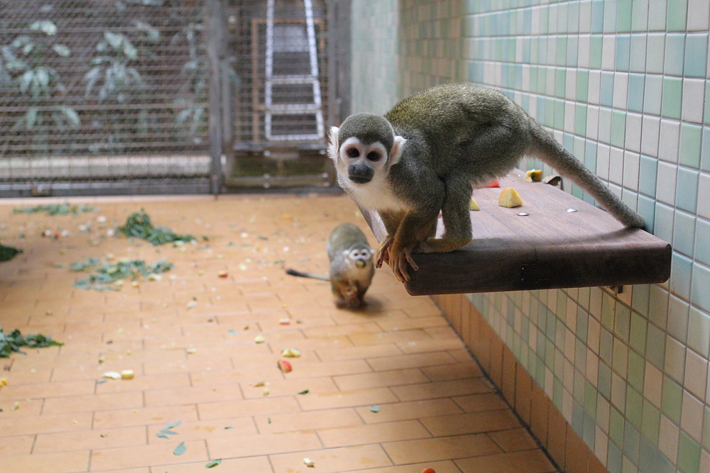 Zoo de Berlin - petit singe