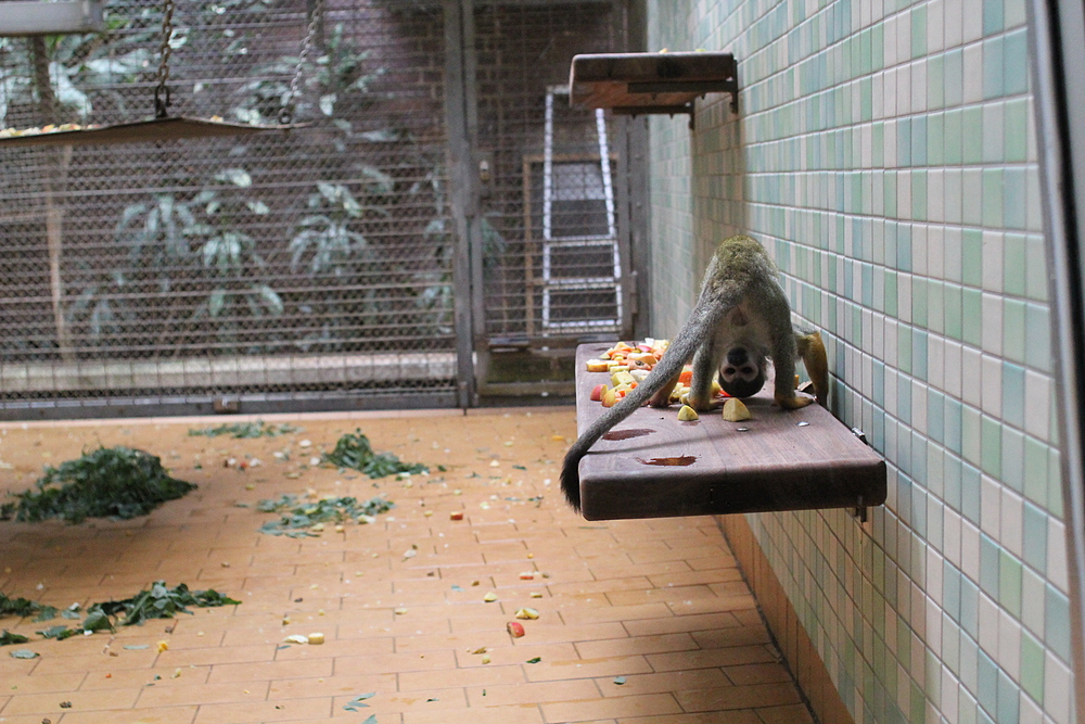 Zoo de Berlin - singe