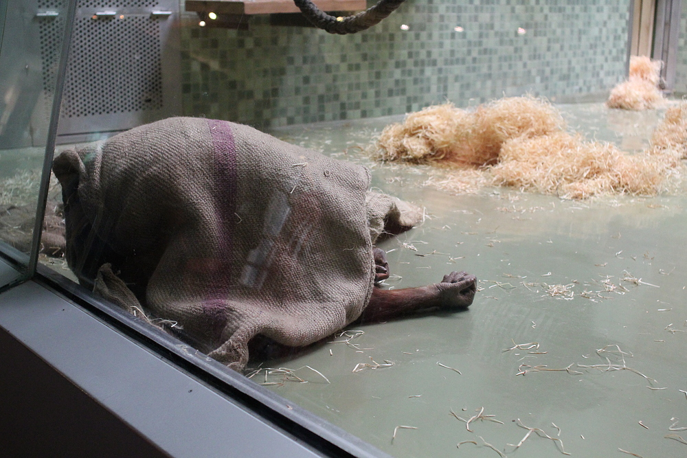 Zoo de Berlin - scène gore