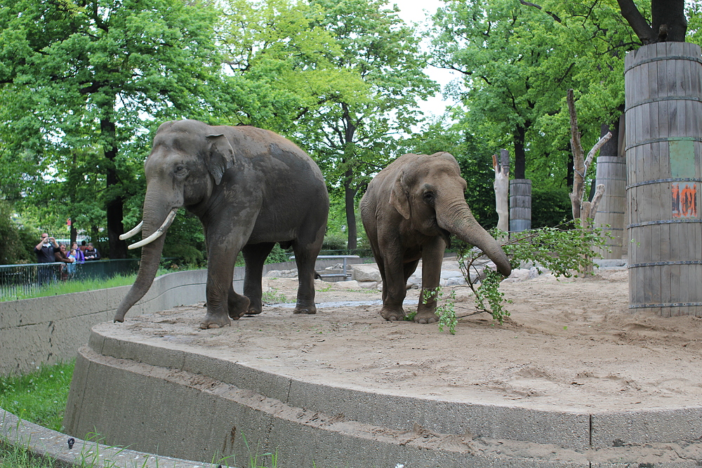 Zoo de Berlin - éléphant