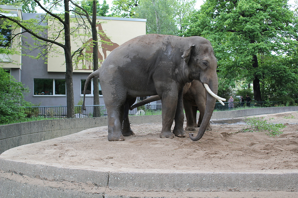 Zoo de Berlin - éléphant qui fait pipi