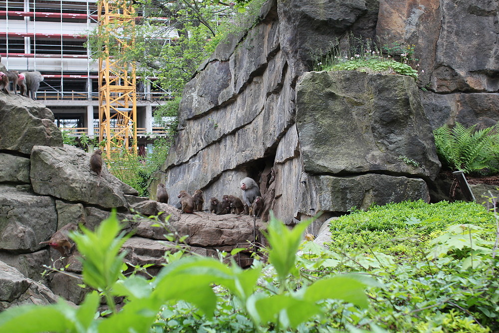 Zoo de Berlin - singe en pleine action