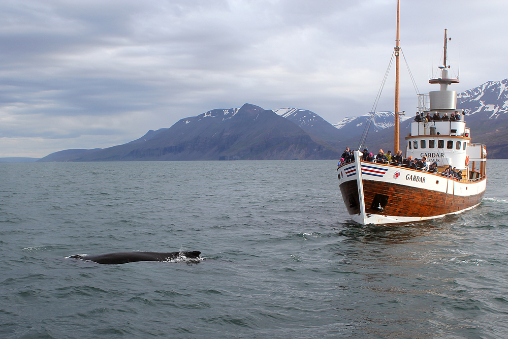 Baleines à Husavik