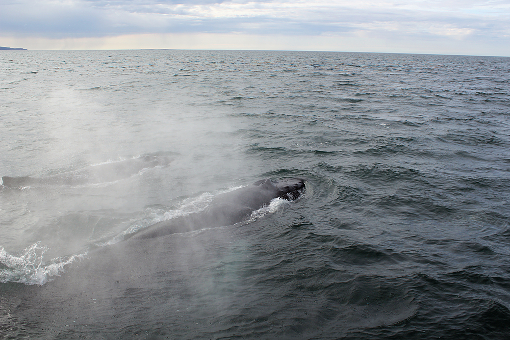 Baleines à Husavik