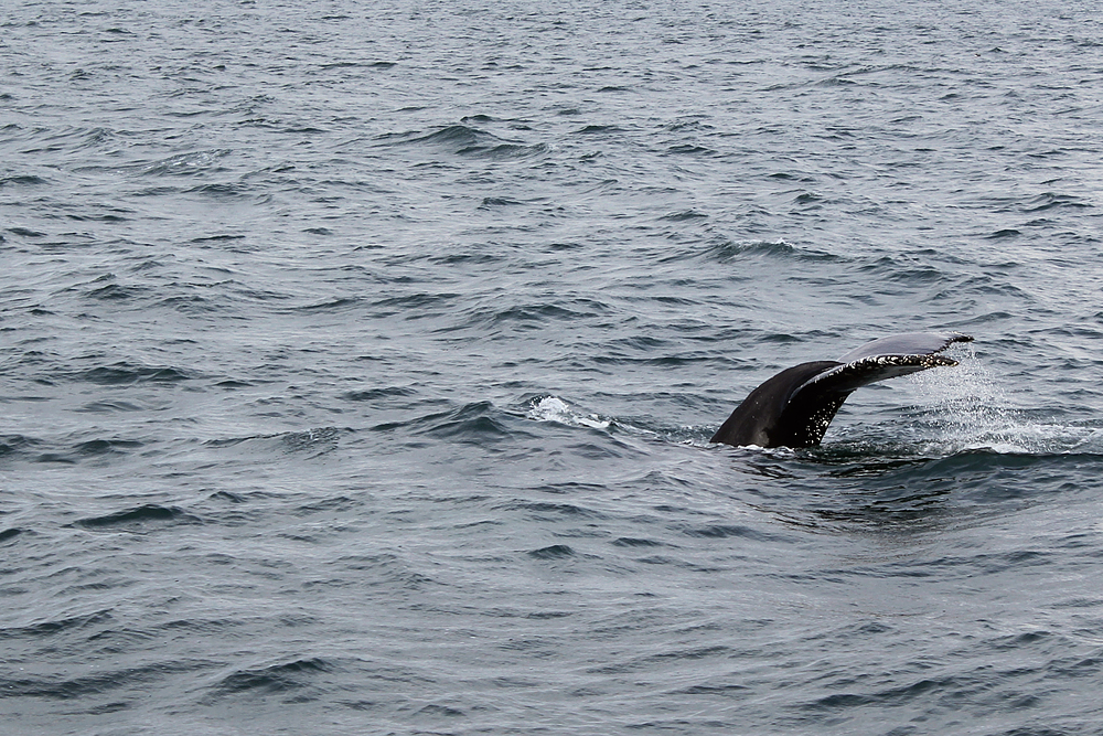 Baleines à Husavik