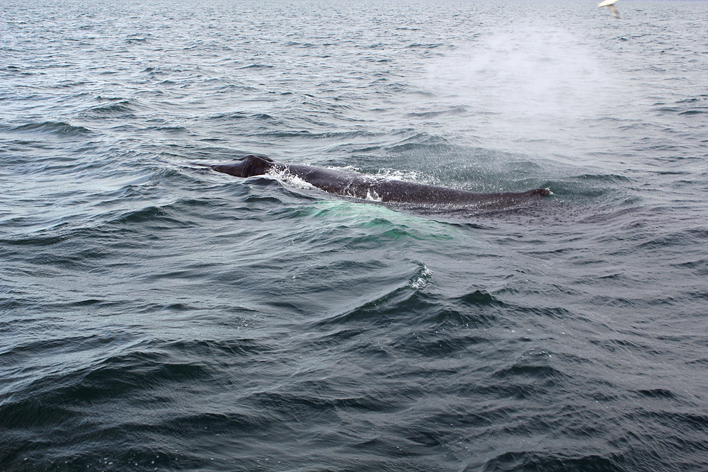 Baleines en Islande
