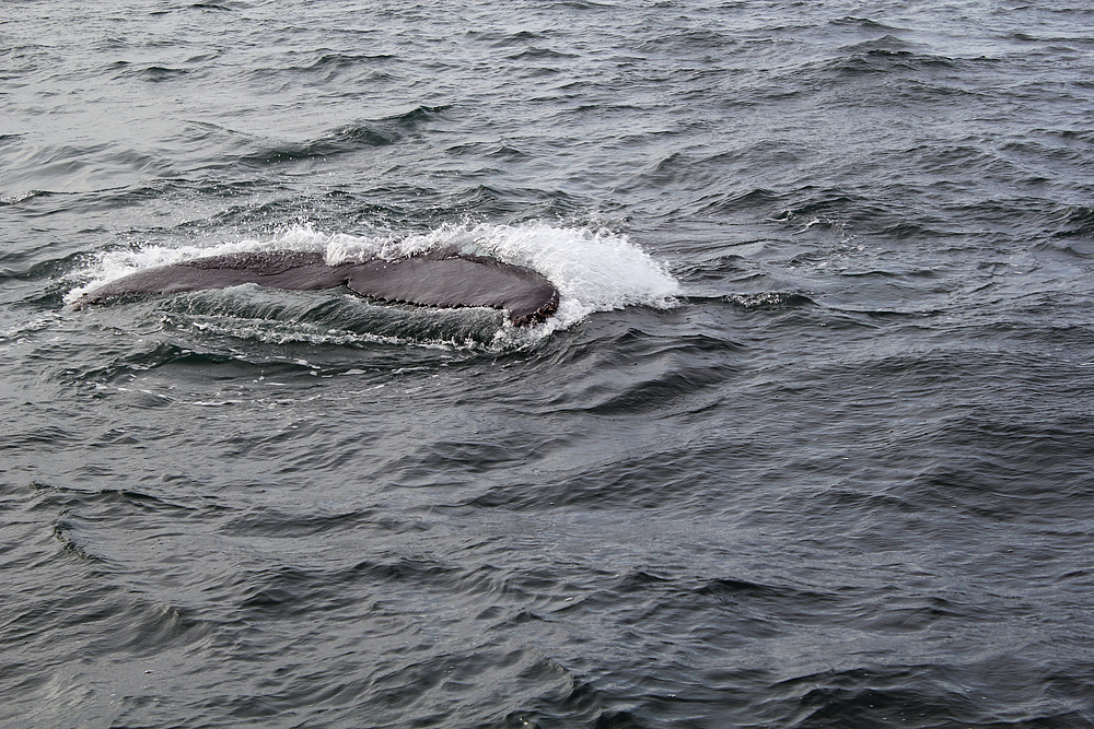 Baleines : gentle giants