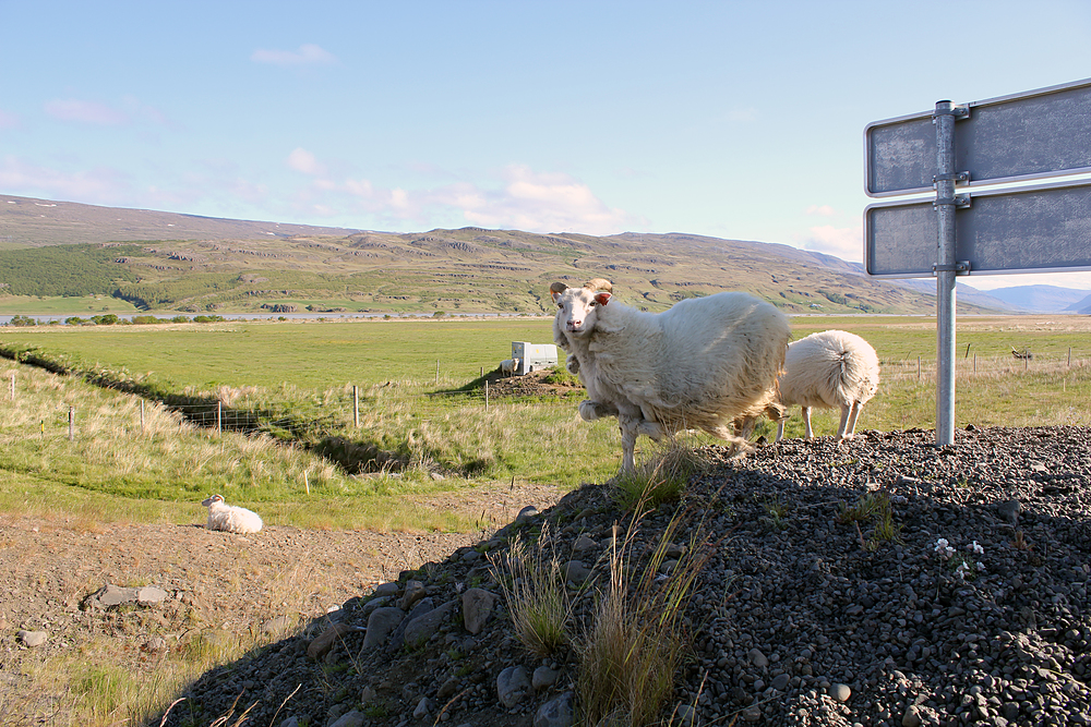 Moutons islandais